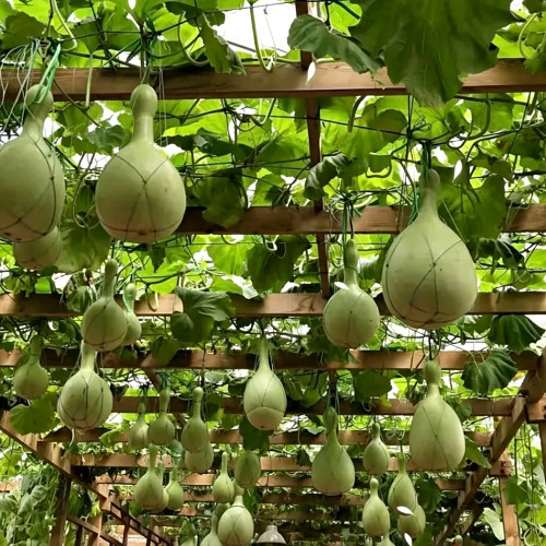 Xinjiang Bottle Gourd Seeds – Strong Root System, Easy to Grow & Manage, Versatile Uses, Trellis Recommended