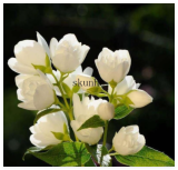 Jasmine Flower bonsais, Fragrant Plant Arabian Jasmine