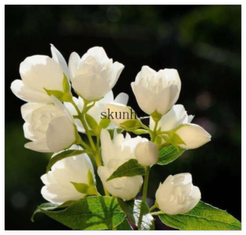 Jasmine Flower bonsais, Fragrant Plant Arabian Jasmine
