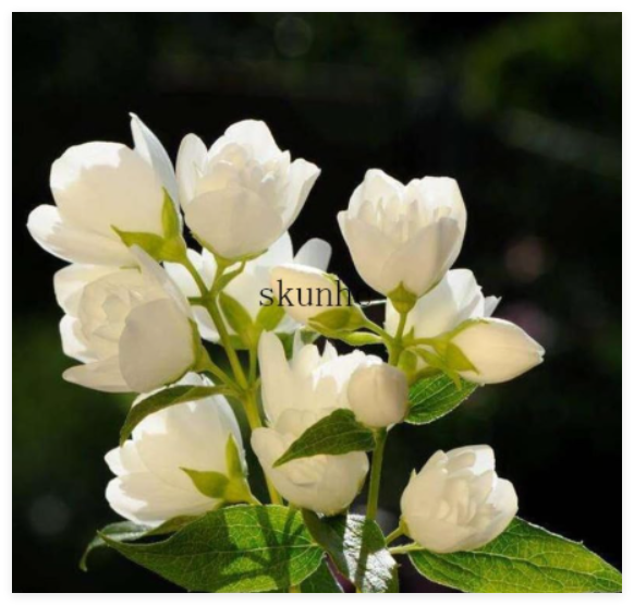 Jasmine Flower bonsais, Fragrant Plant Arabian Jasmine