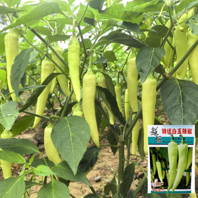 Guangxi White Jade Chili Seeds – Pickling Variety, Straight Fruit, Thick Flesh, Intense Pungent Heat, High Yield