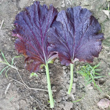'Splendid 2099' Purple Leaf Mustard Seeds – F1 Hybrid, Fast Growing, Heat & Rain Tolerant, Unique Flavor