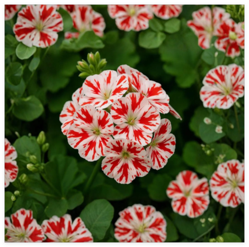 Geranium Seeds Scarlet Red Marble Tone Pelargonium Fragrant Flower Seeds Non GMO Garden