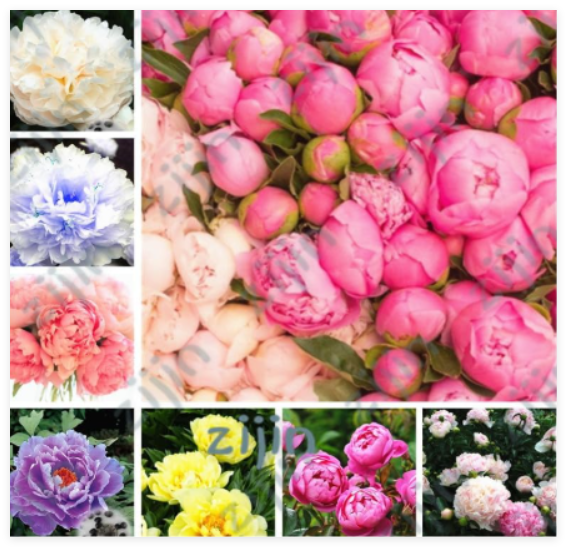 Bonsai Rare Chinese Peony Planting Greenery Flowers Outdoor Terrace Courtyard Paeonia Flower for Home Garden Decoration