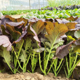'Splendid 2099' Purple Leaf Mustard Seeds – F1 Hybrid, Fast Growing, Heat & Rain Tolerant, Unique Flavor