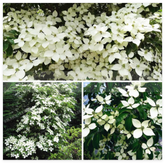 Kousa Dogwood Seed Mixed Rare Beautiful Flower Seed