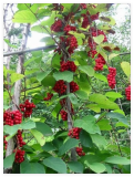 Magnolia Vine (Schisandra sphenanthera) Organic Seeds
