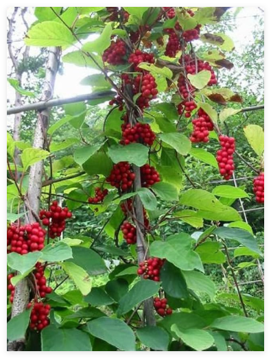 Magnolia Vine (Schisandra sphenanthera) Organic Seeds