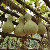 Xinjiang Bottle Gourd Seeds – Strong Root System, Easy to Grow & Manage, Versatile Uses, Trellis Recommended