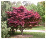 (Bloodgood) Atropurpureum Japanese Maple Tree Seeds