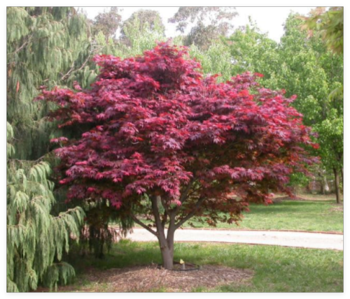 (Bloodgood) Atropurpureum Japanese Maple Tree Seeds