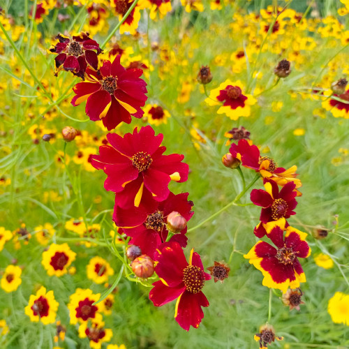 Red Plains Coreopsis Seeds – Sanvitalia Procumbens, Annual Flower, Low-Maintenance Plant for Lawn Edges & Flower Borders
