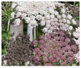Ammi Dara Mix Seeds
