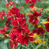 Red Plains Coreopsis Seeds – Sanvitalia Procumbens, Annual Flower, Low-Maintenance Plant for Lawn Edges & Flower Borders