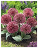 Giant Allium giganteum Onion Seed Beautiful Flower Home Garden - (Color: 13)