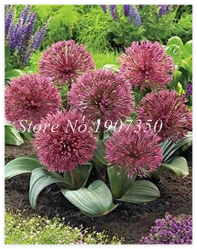 Giant Allium giganteum Onion Seed Beautiful Flower Home Garden - (Color: 13)