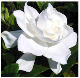 Jasmine Flower Seed Potted Plant
