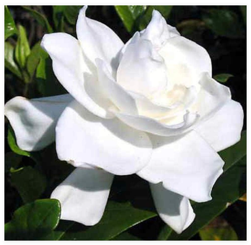Jasmine Flower Seed Potted Plant