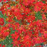 Red Plains Coreopsis Seeds – Sanvitalia Procumbens, Annual Flower, Low-Maintenance Plant for Lawn Edges & Flower Borders