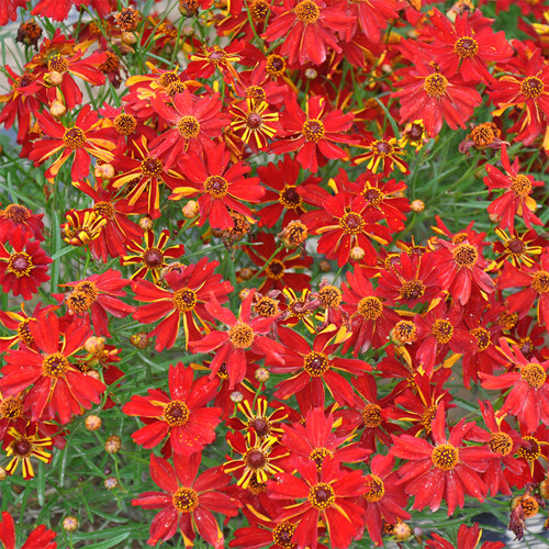 Red Plains Coreopsis Seeds – Sanvitalia Procumbens, Annual Flower, Low-Maintenance Plant for Lawn Edges & Flower Borders