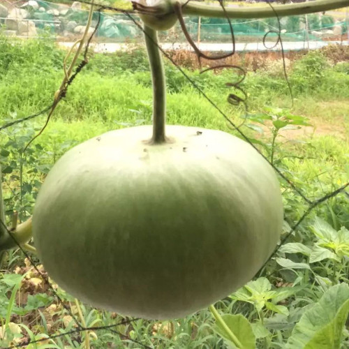 Millstone Bottle Gourd Seeds – High-quality ornamental variety, sun-loving, easy to grow, ideal for carving and pyrography