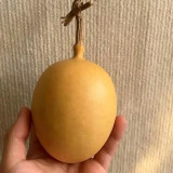 Peach Shaped Gourd Seeds – unique heart shape, high yield, easy to grow, perfect for home gardening