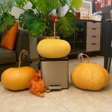 Millstone Bottle Gourd Seeds – High-quality ornamental variety, sun-loving, easy to grow, ideal for carving and pyrography