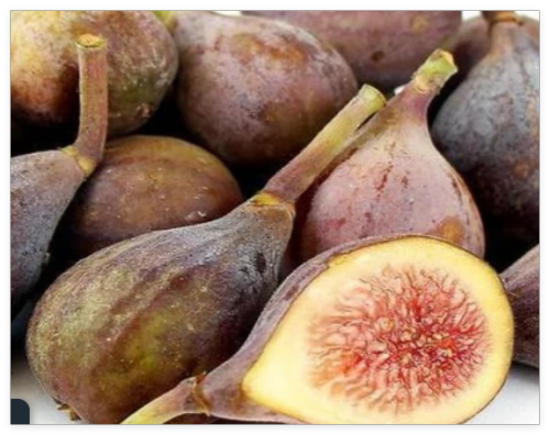 Fig Seed Cuttings Fresh- Cut to Order- Non GMO