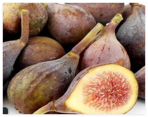 Fig Seed Cuttings Fresh- Cut to Order- Non GMO