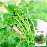 Watercress Seeds | Crisp, Tender & Sweet Leaves, Fast-Growing Aquatic Herb, Nutrient-Rich Vegetable