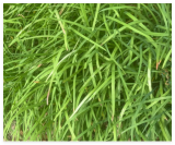 Garlic Chives Live Plant Bare Root Hardy Perennial Herb Organic Non-GMO