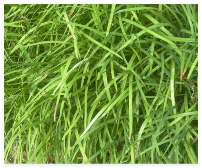 Garlic Chives Live Plant Bare Root Hardy Perennial Herb Organic Non-GMO