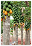 Papaya Seed Organic Carica Papaya Fruit