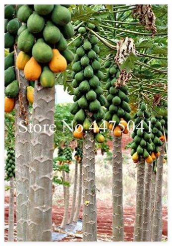 Papaya Seed Organic Carica Papaya Fruit
