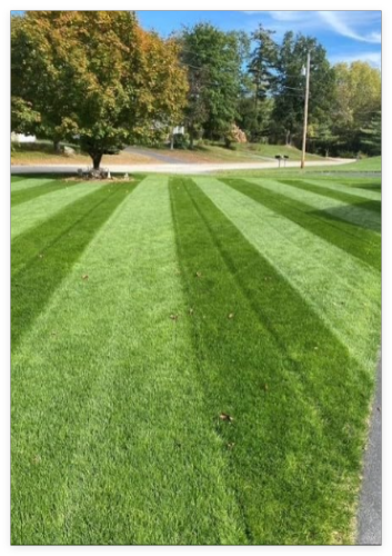 Kentucky Bluegrass Blend- Top Elite Low Mow Varieties. Blue tag. 10 LB Bag