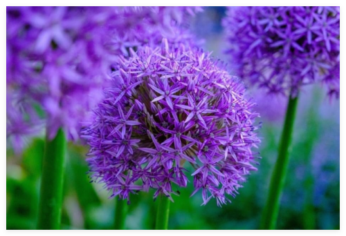 Purple Rain Allium Bulbs