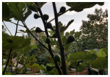 Fig Seed Cuttings Varieties: Brown Turkey