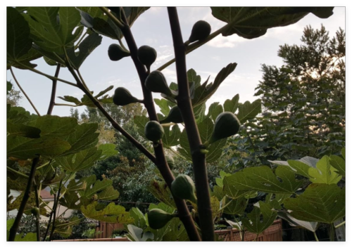 Fig Seed Cuttings Varieties: Brown Turkey