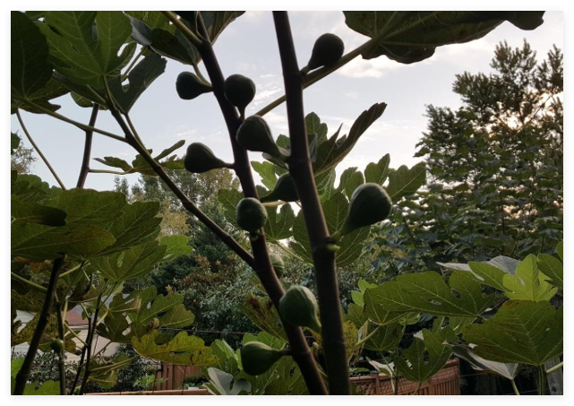 Fig Seed Cuttings Varieties: Brown Turkey