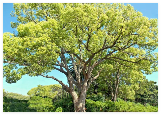 Camphor Tree Seeds - Cinnamomum camphora