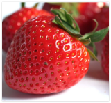 Seascape Strawberry – Bare Root Plants Everbearing – from Hand Picked Nurser