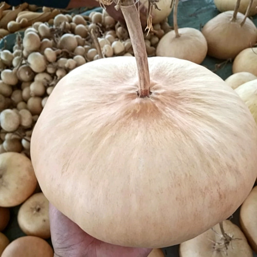 Millstone Bottle Gourd Seeds – High-quality ornamental variety, sun-loving, easy to grow, ideal for carving and pyrography