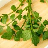 Watercress Seeds | Crisp, Tender & Sweet Leaves, Fast-Growing Aquatic Herb, Nutrient-Rich Vegetable