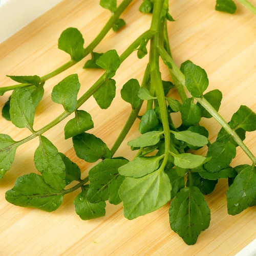 Watercress Seeds | Crisp, Tender & Sweet Leaves, Fast-Growing Aquatic Herb, Nutrient-Rich Vegetable