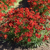 Red Plains Coreopsis Seeds – Sanvitalia Procumbens, Annual Flower, Low-Maintenance Plant for Lawn Edges & Flower Borders