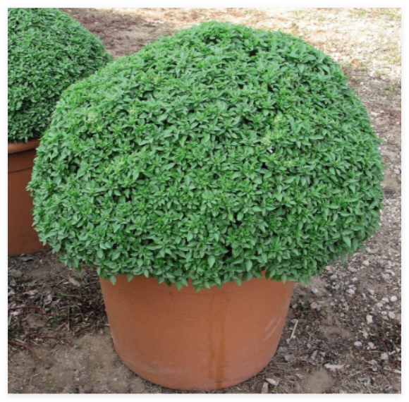 Dwarf Greek Basil Seeds * 6-12 INCHES * Dwarf * PUNGENT Leaves