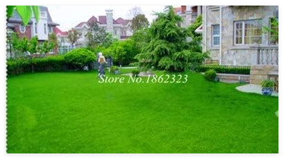 Exotic Grass Lawn,Perennial Evergreen Lawn Seed Ornamental Plan Villa Courtyard Dedicated Germination Rate of 98%+ - (Color: 5)