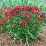 Red Plains Coreopsis Seeds – Sanvitalia Procumbens, Annual Flower, Low-Maintenance Plant for Lawn Edges & Flower Borders