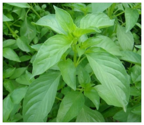 Holy Basil (White Stem) / White Krapao Basil Seeds, Ocimum tenuiflorum