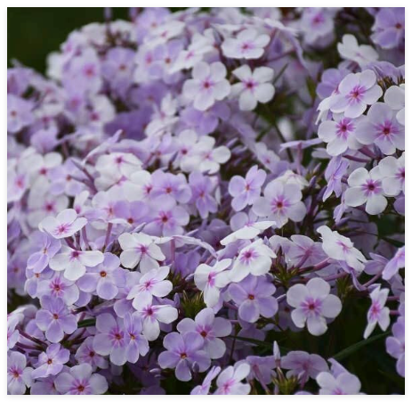 Opening Act Pink-a-Dot Phlox Seeds for Garden
